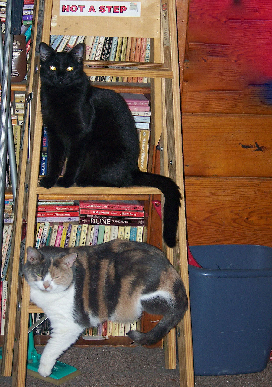 Pisici On A Ladder