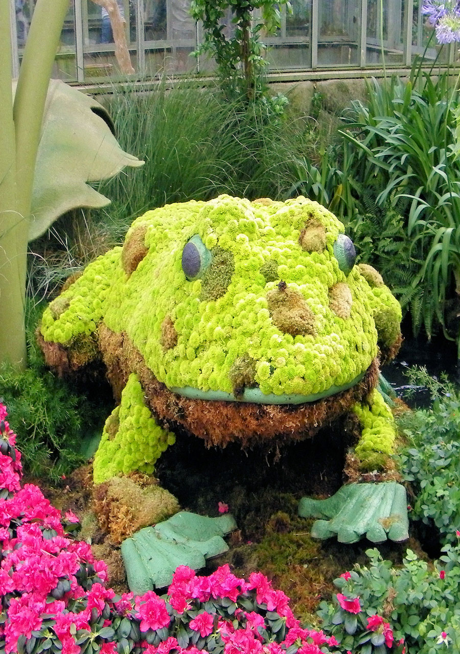 青蛙在植物Garden