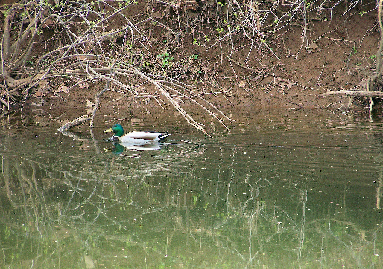 Mallord Duck