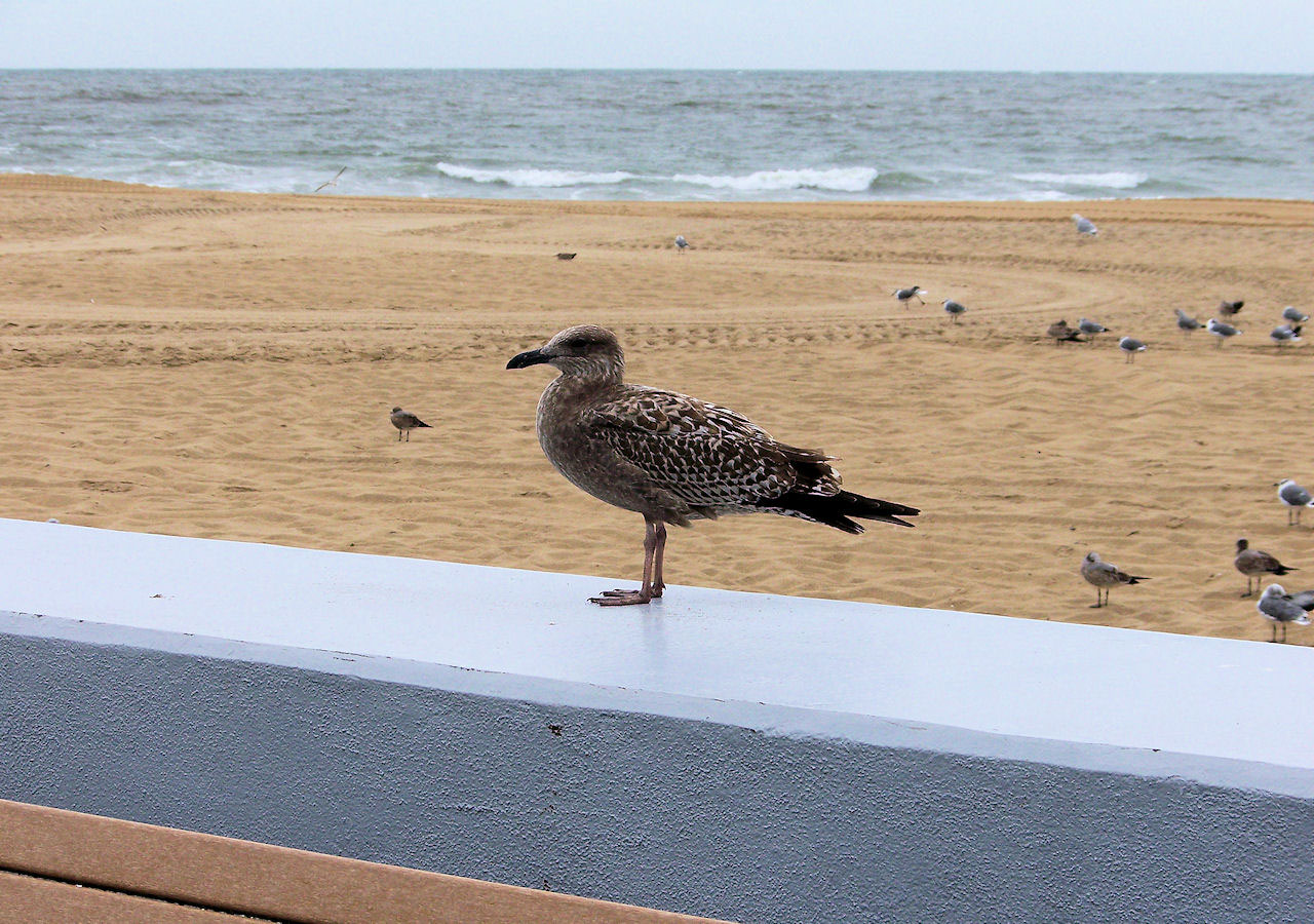 Brown Seagull On Ledge