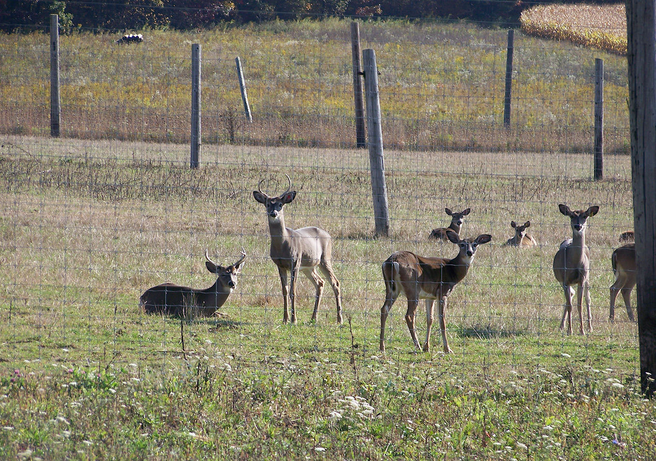 围栏在Deer