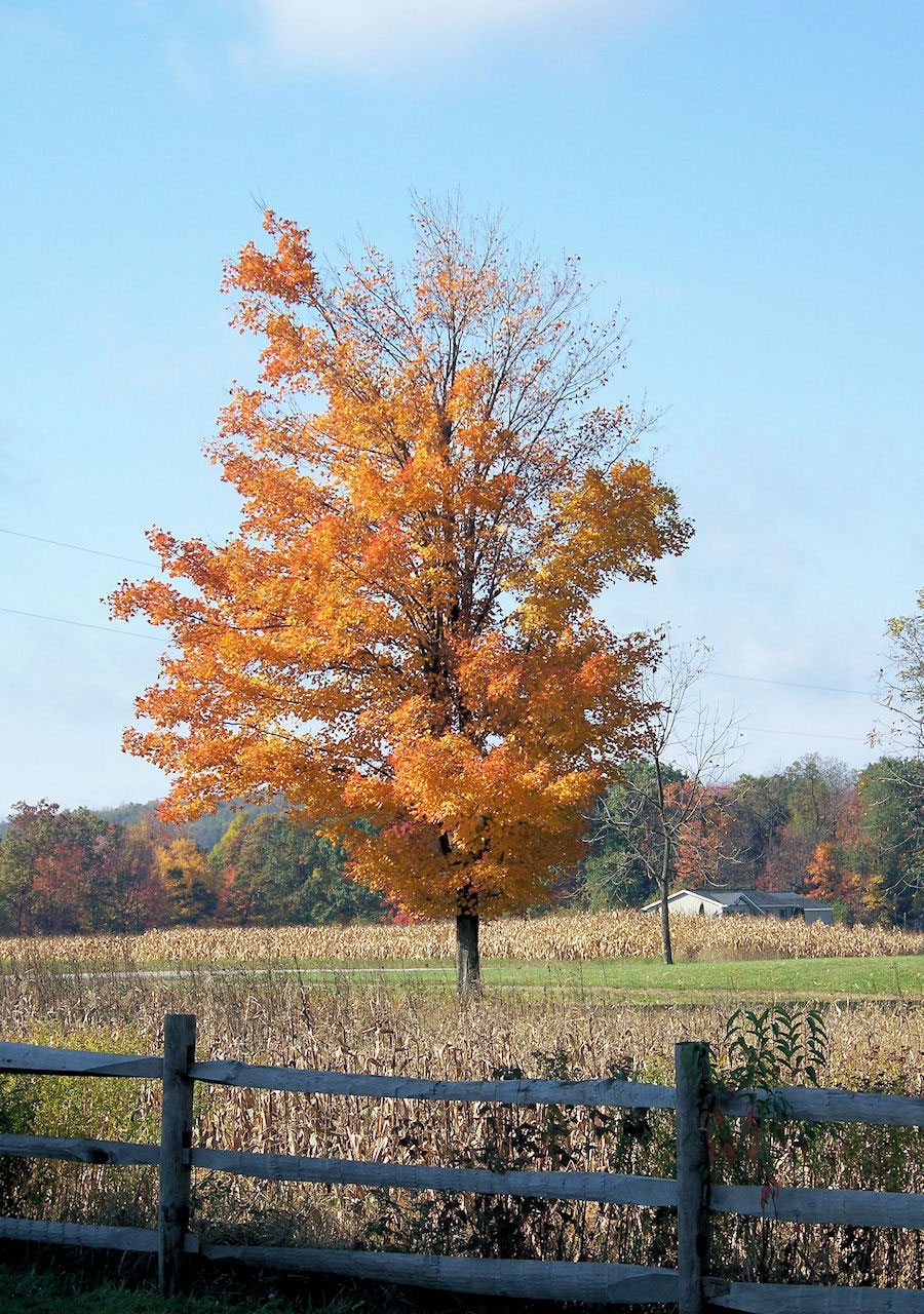 Golden Fall Tree All Alone