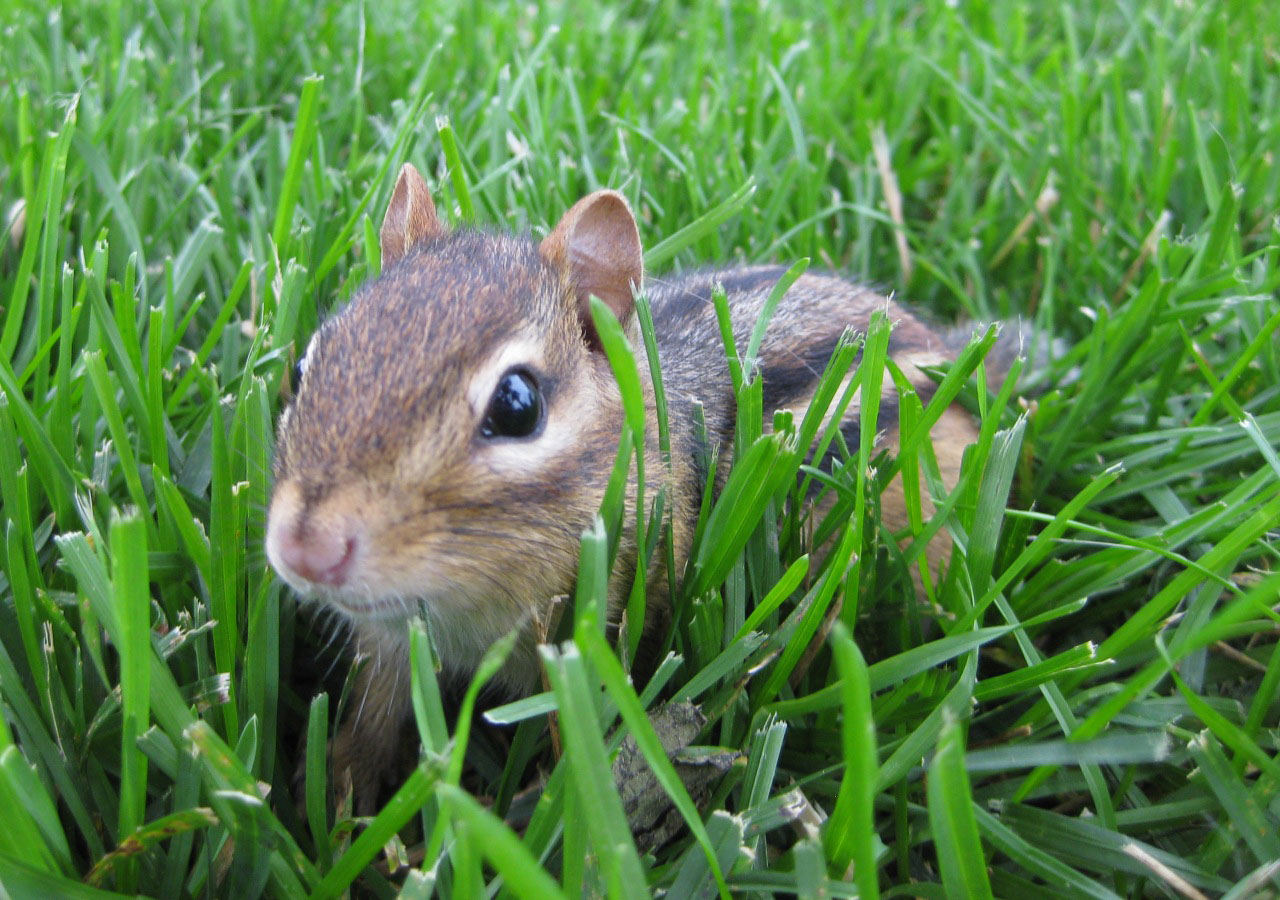 Chipmunk dans l'herbe