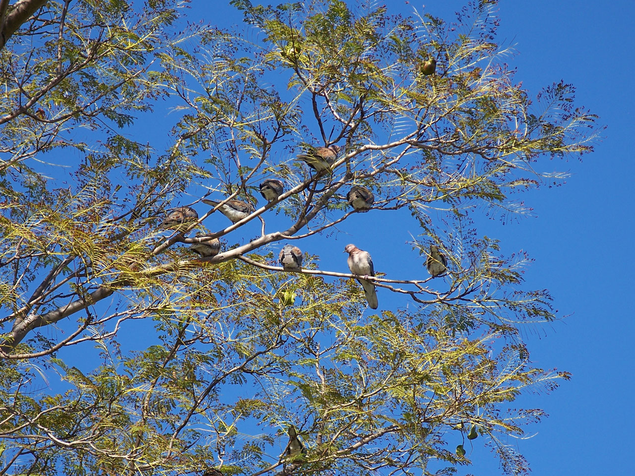Aves sessão na árvore