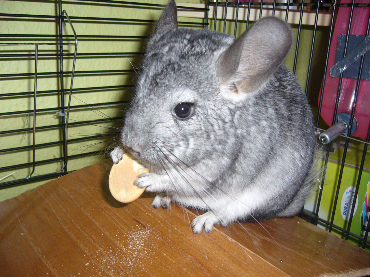 Chinchilla With Biscuit
