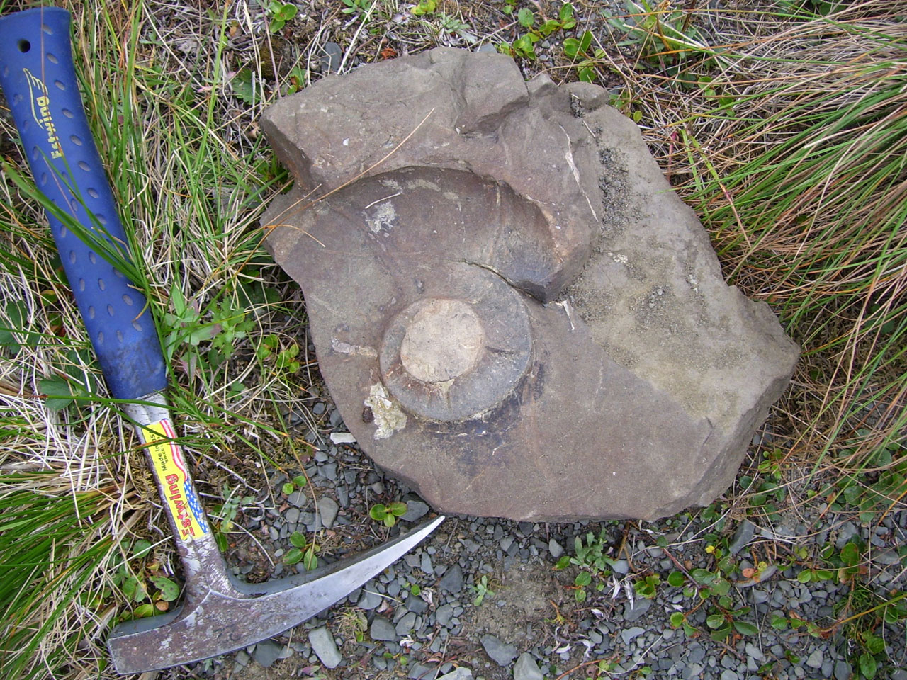 Ammonite And Rockhammer