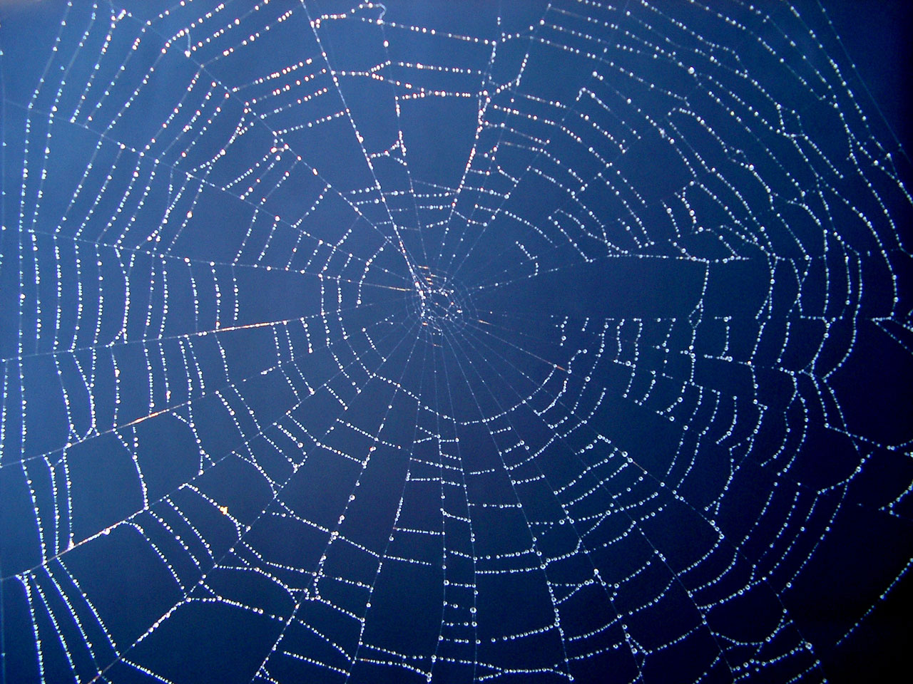 Pókok Web