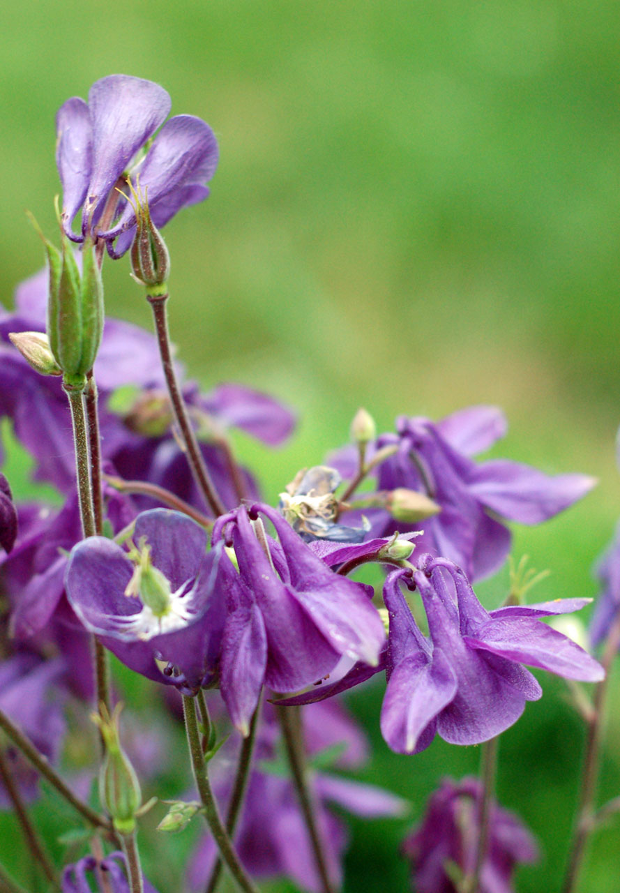 紫色夏季花卉