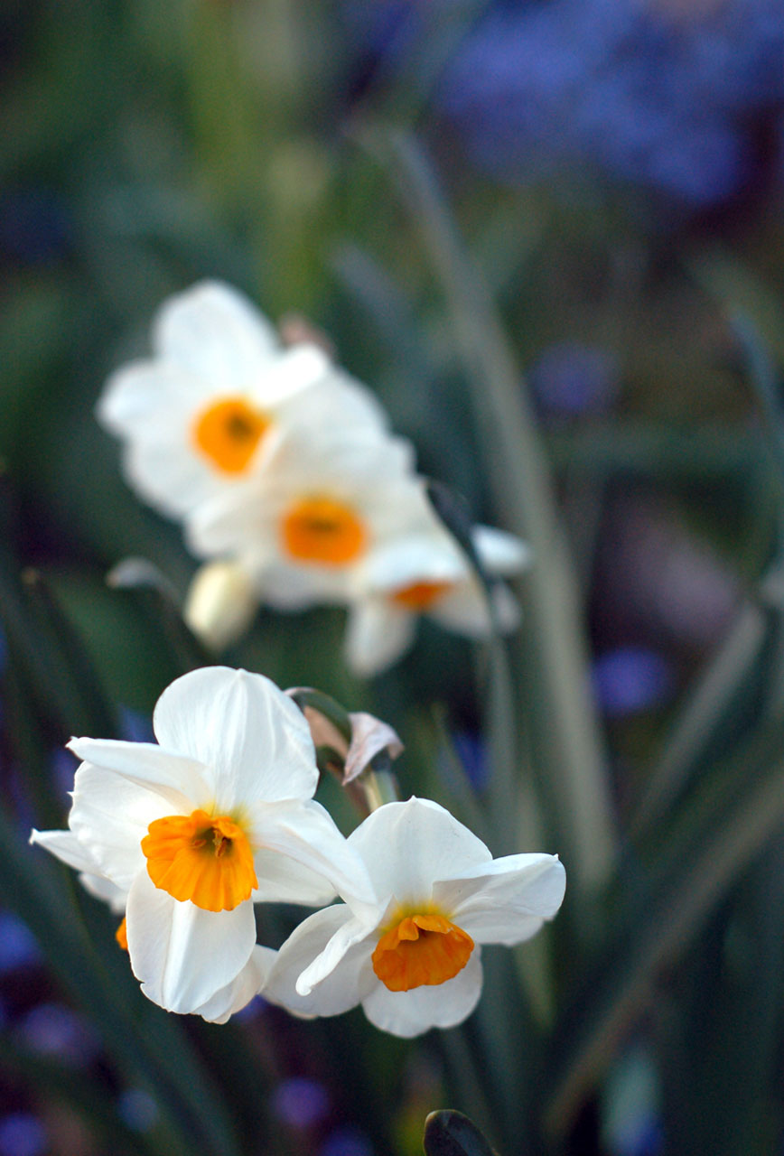 Primavera Flores brancas