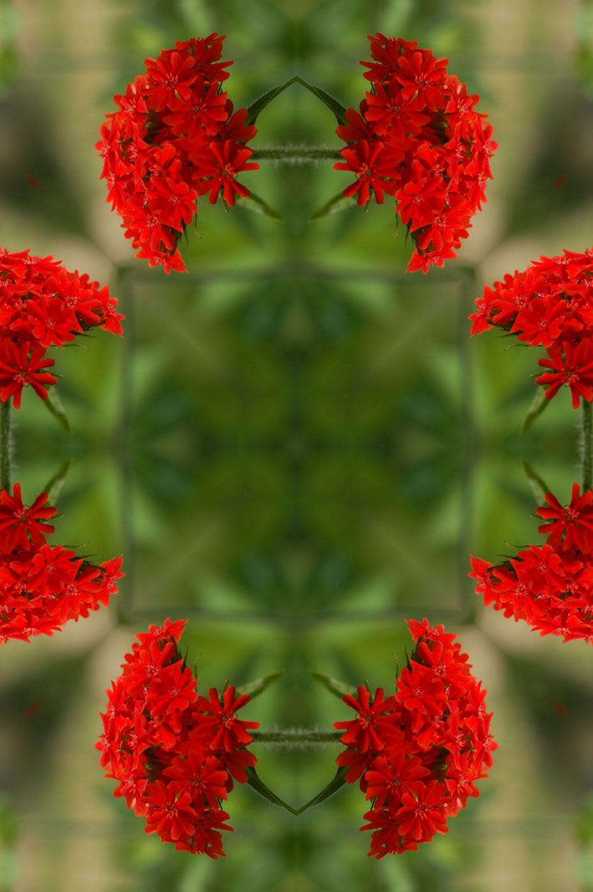 Mandala Floral