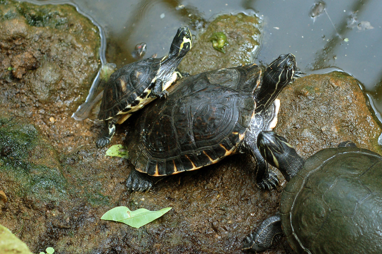 A Family Of Turtles