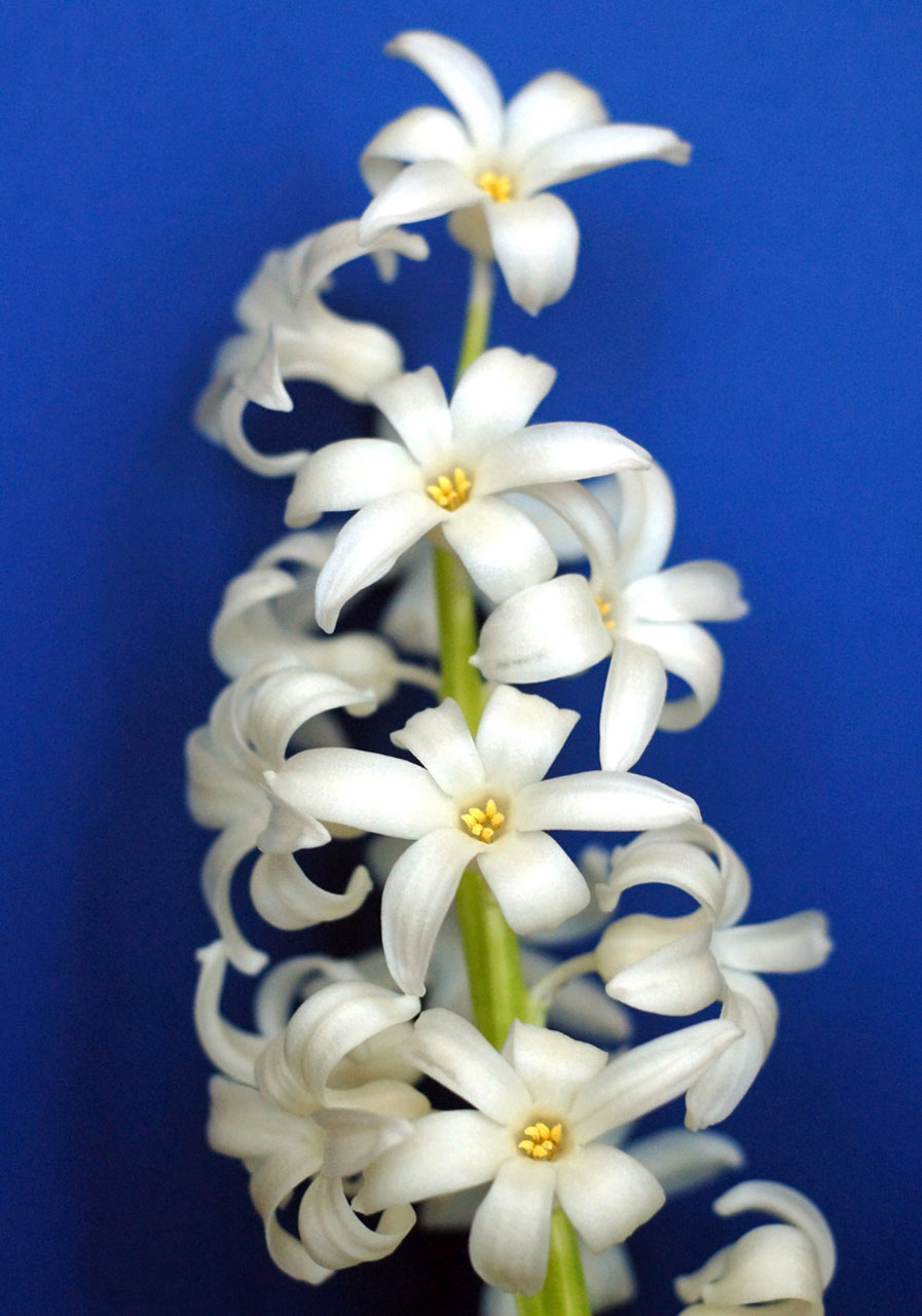 Krém bílý hyacint