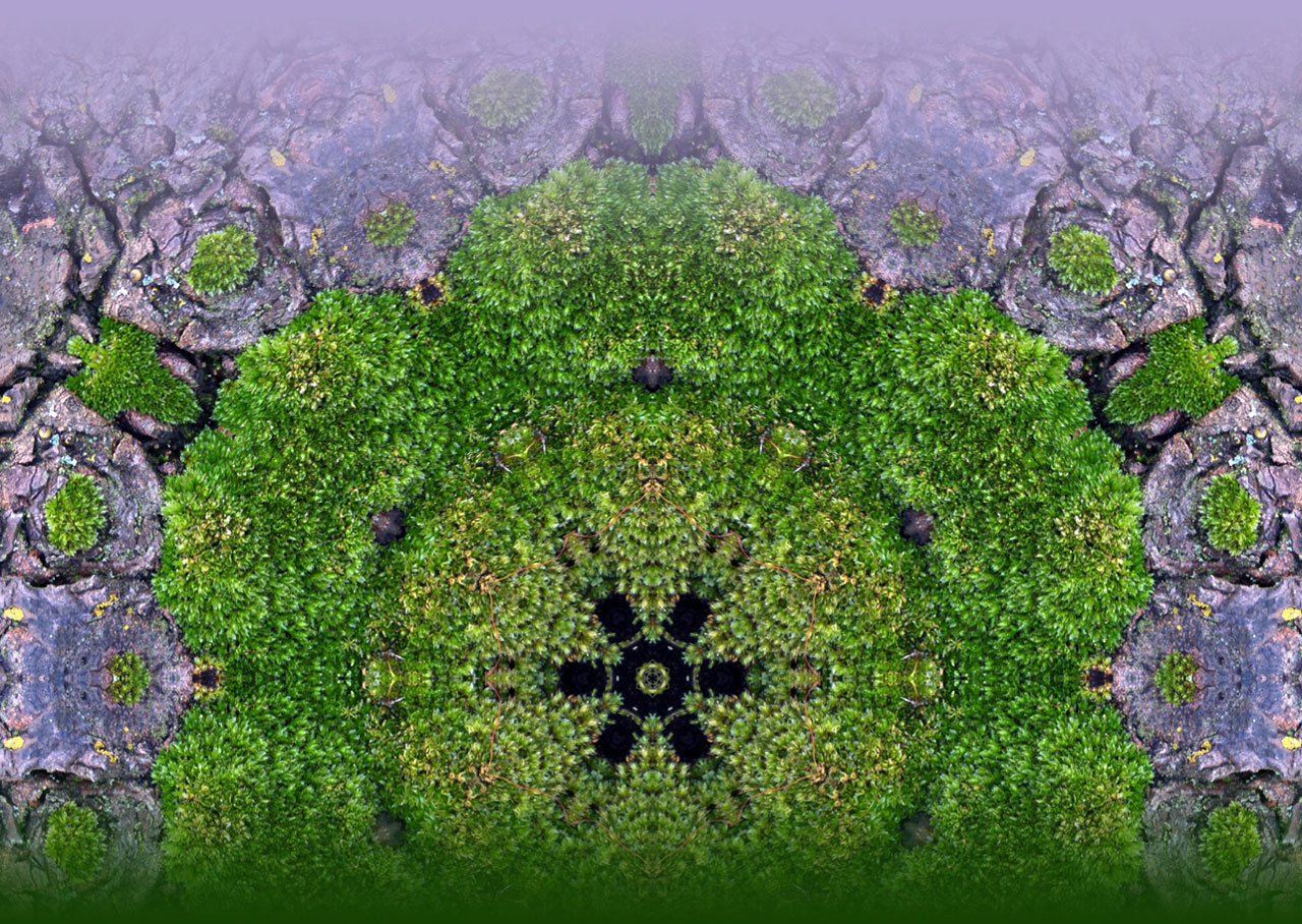 Background Moss