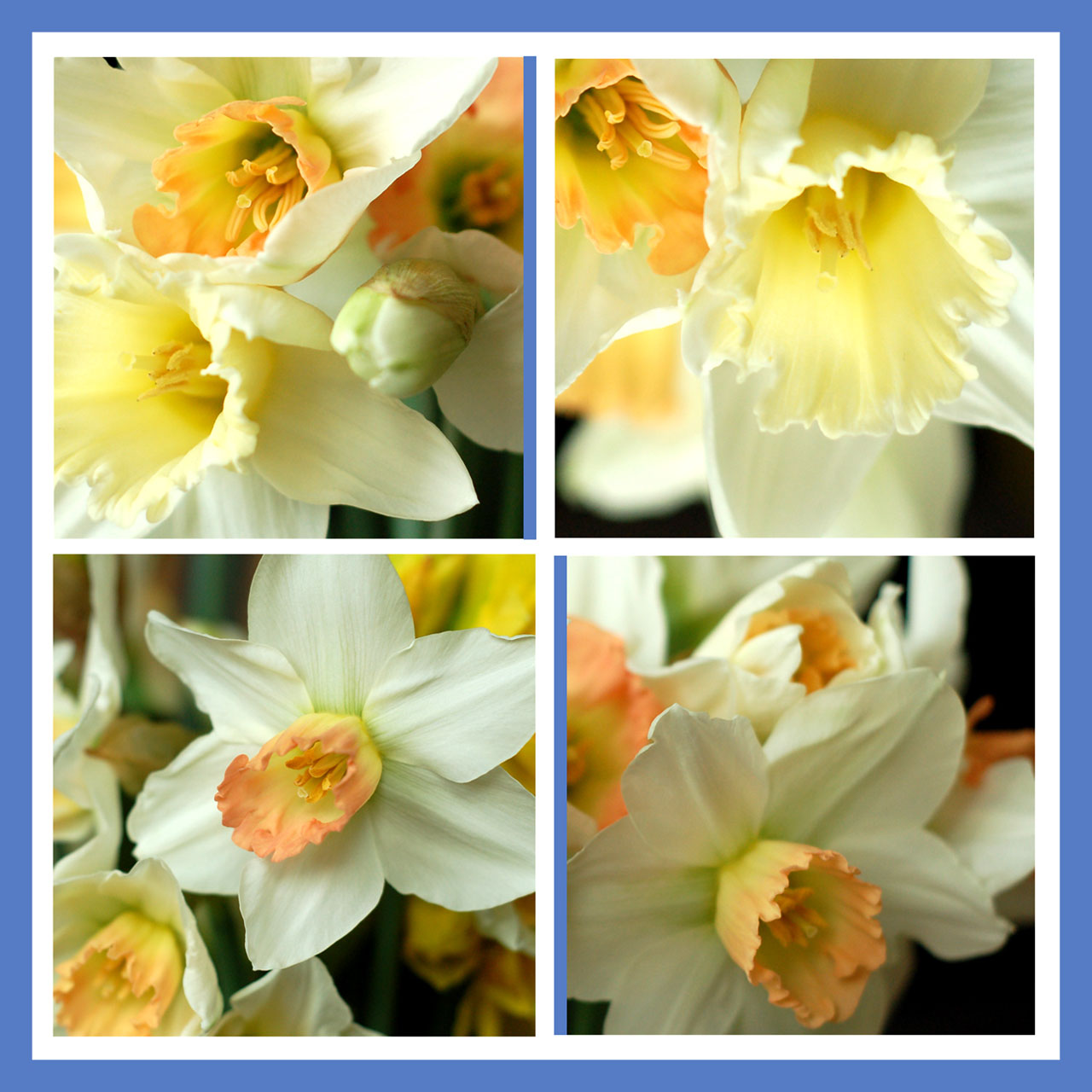 Daffodils - Details