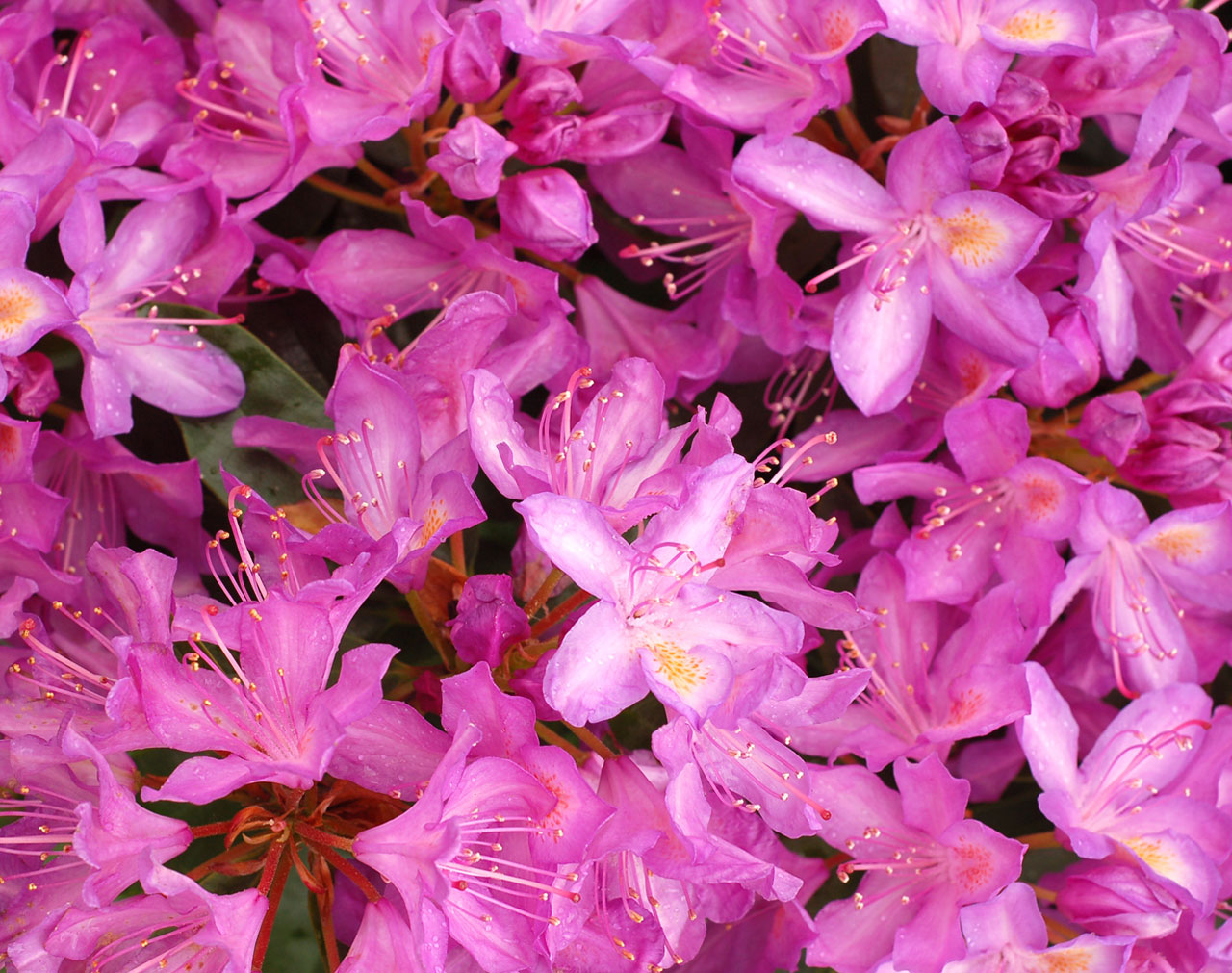 Rhododendron fundo flores
