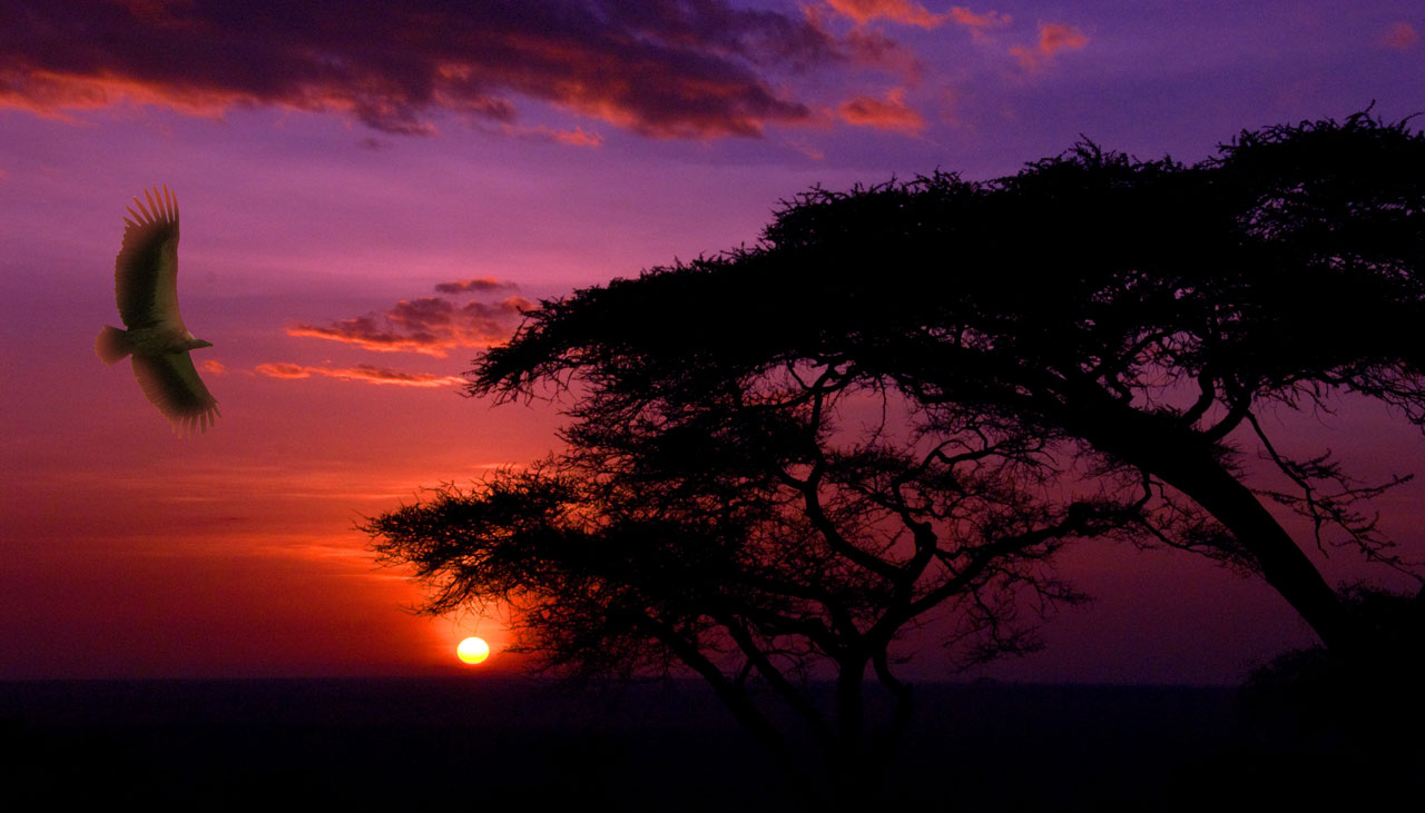 Solnedgång i Serengeti