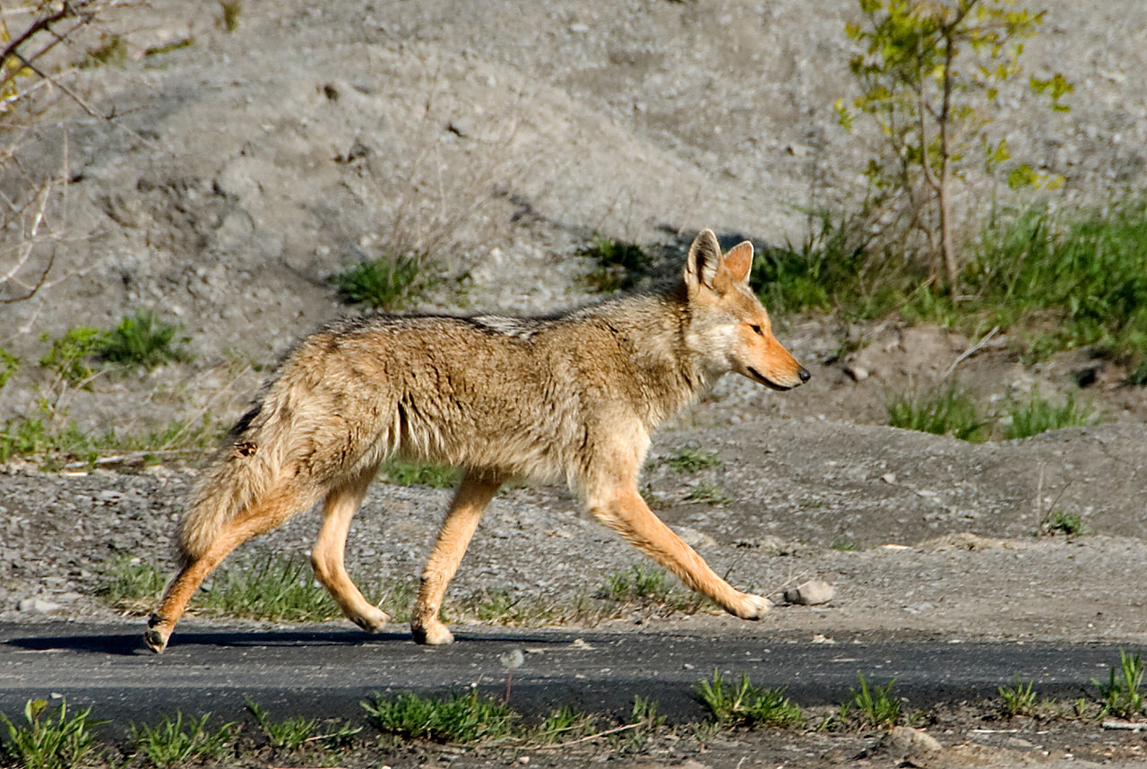 El caminar del coyote