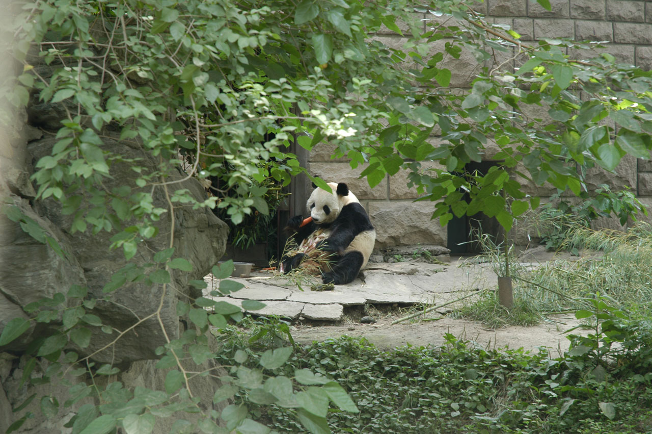 Snacking Panda