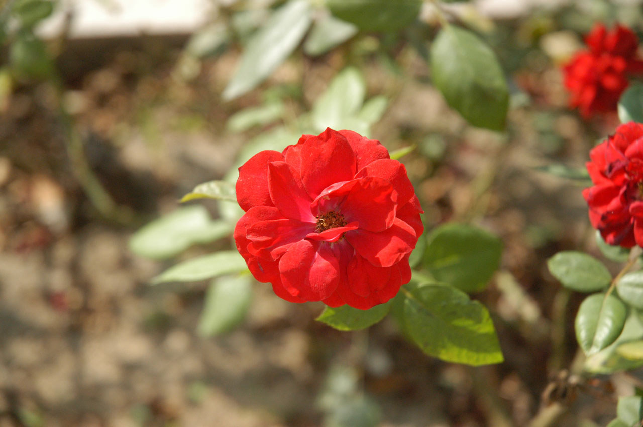 Röd blomma