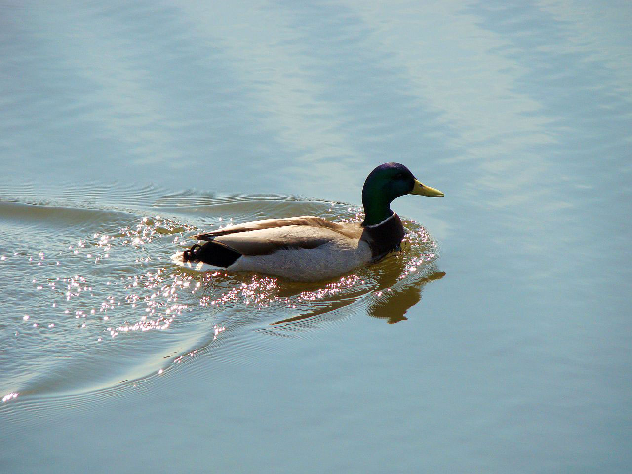 Speedy Duck