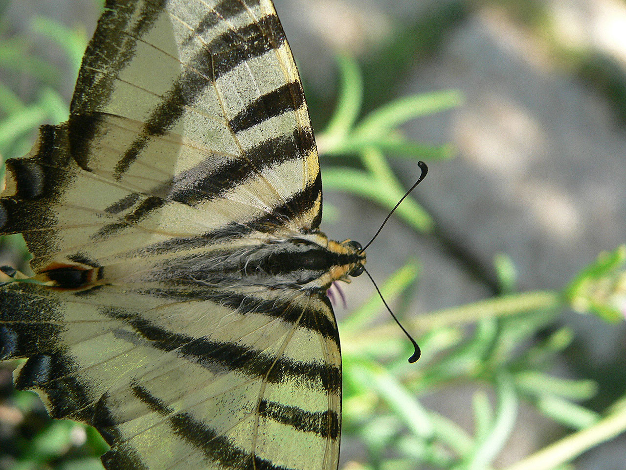 Scarce Swallowtail 12