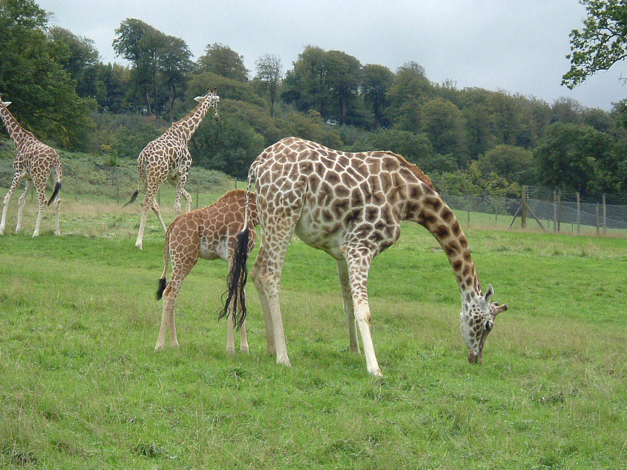 Girafa e bebê