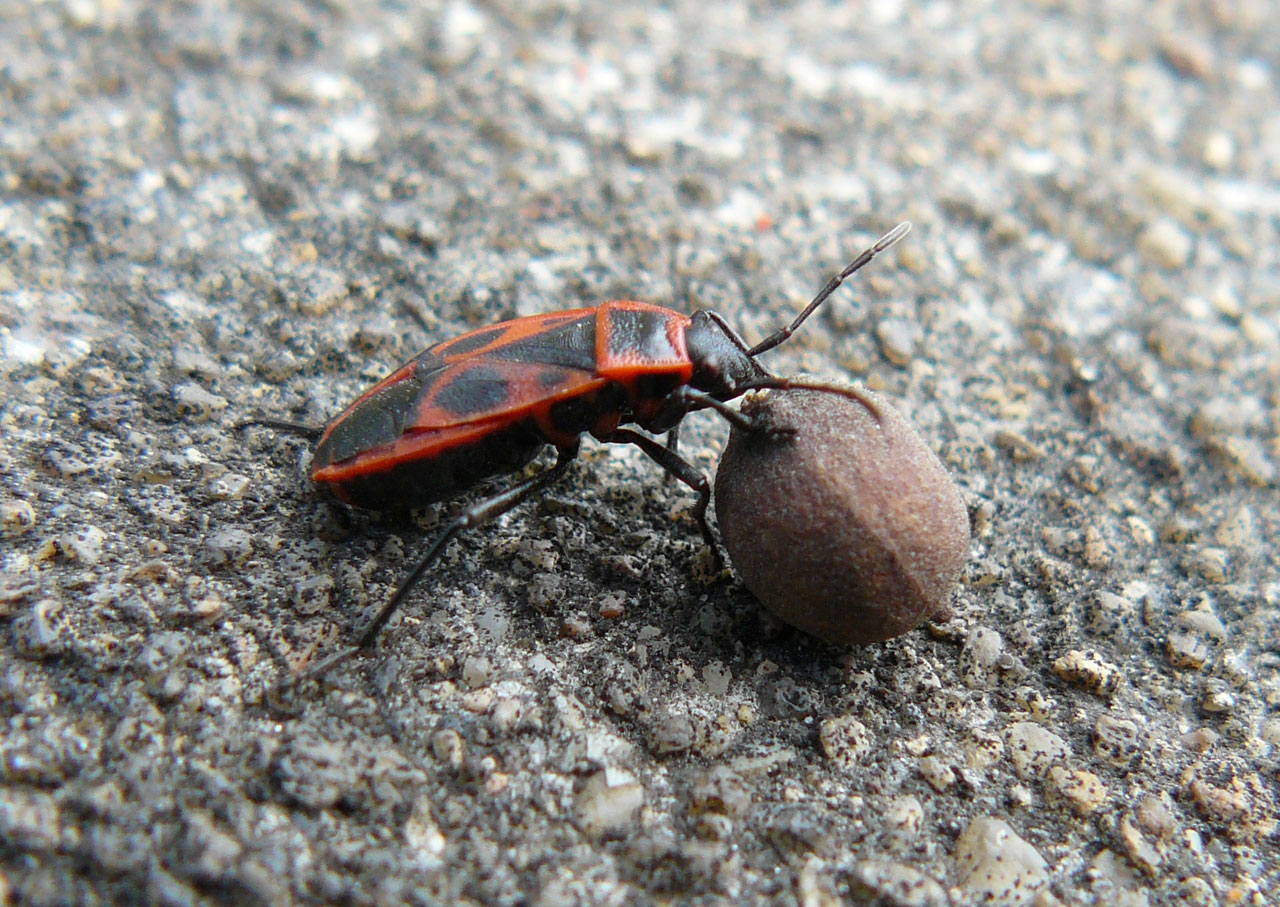 Beetle With Linden Flower
