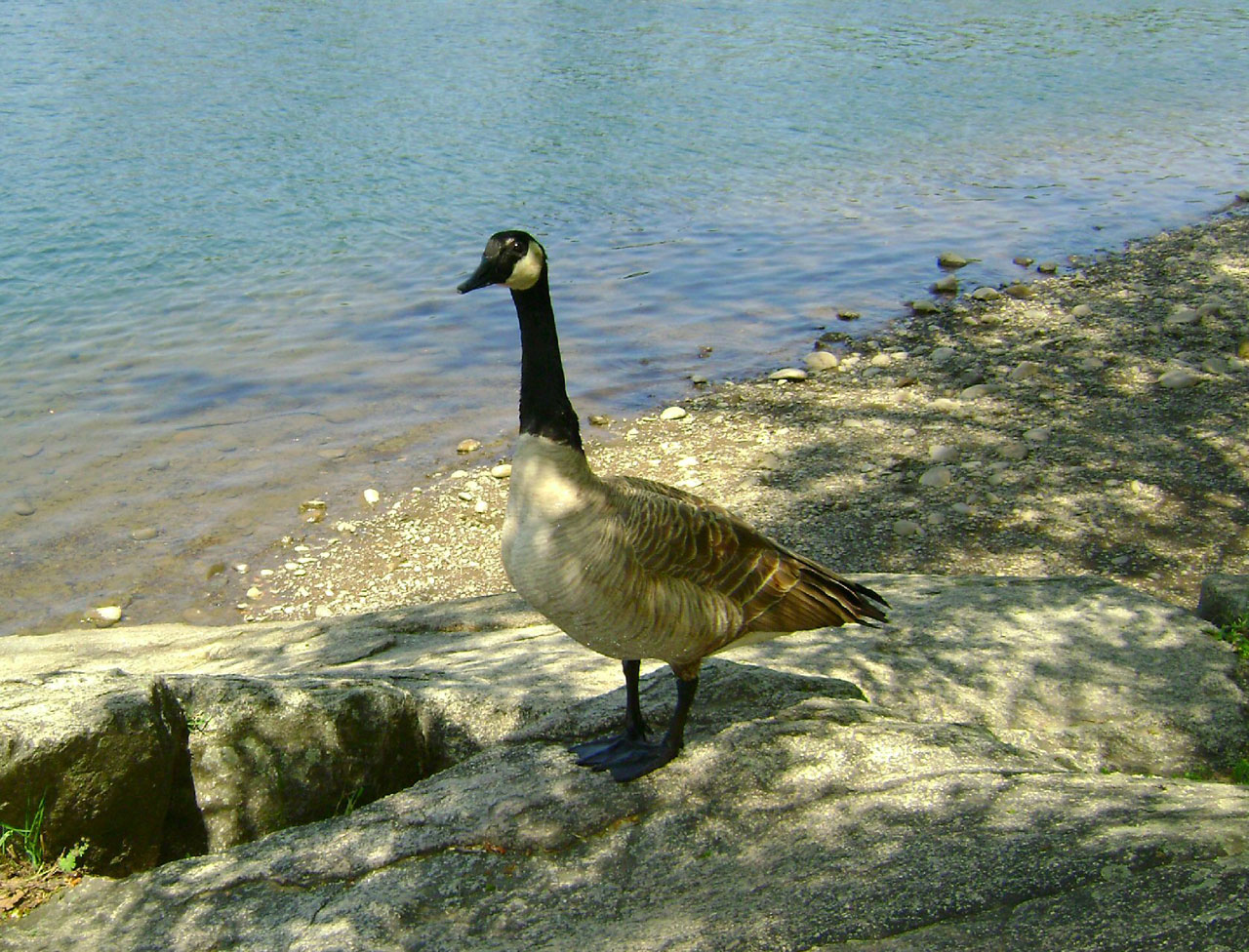 Goose Rock 2