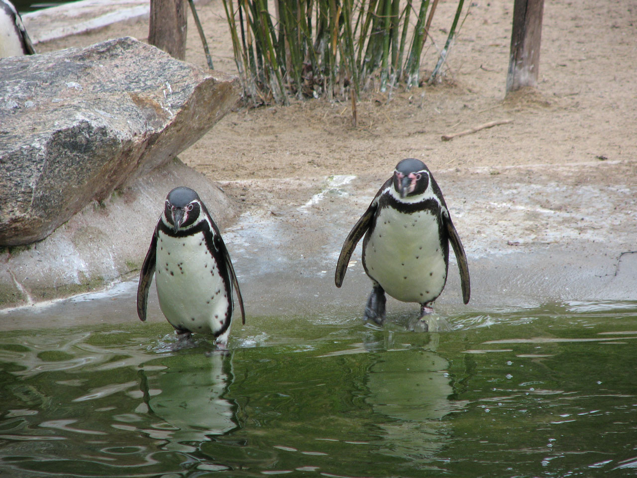 Penguins Go For A Swim