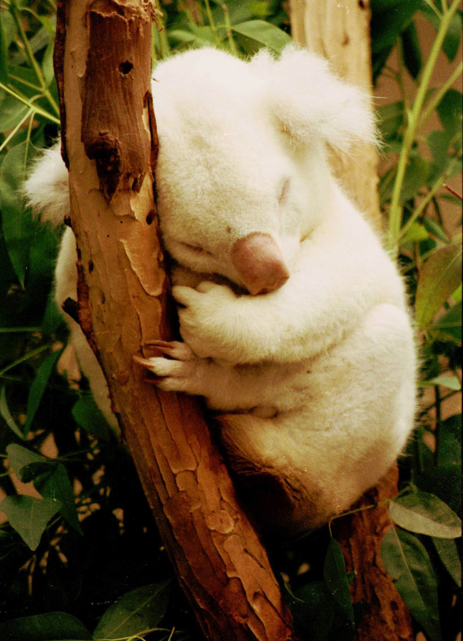 Raros Albino Koala