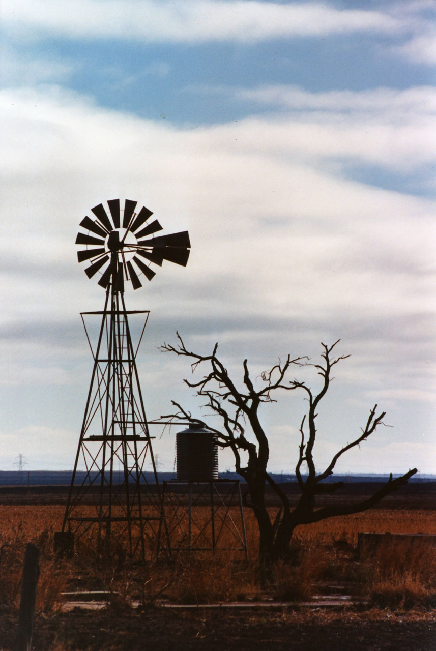 Větrný mlýn a starý strom