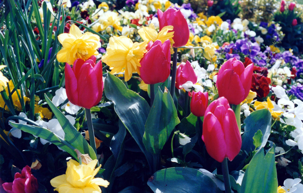 Washington State Tulips