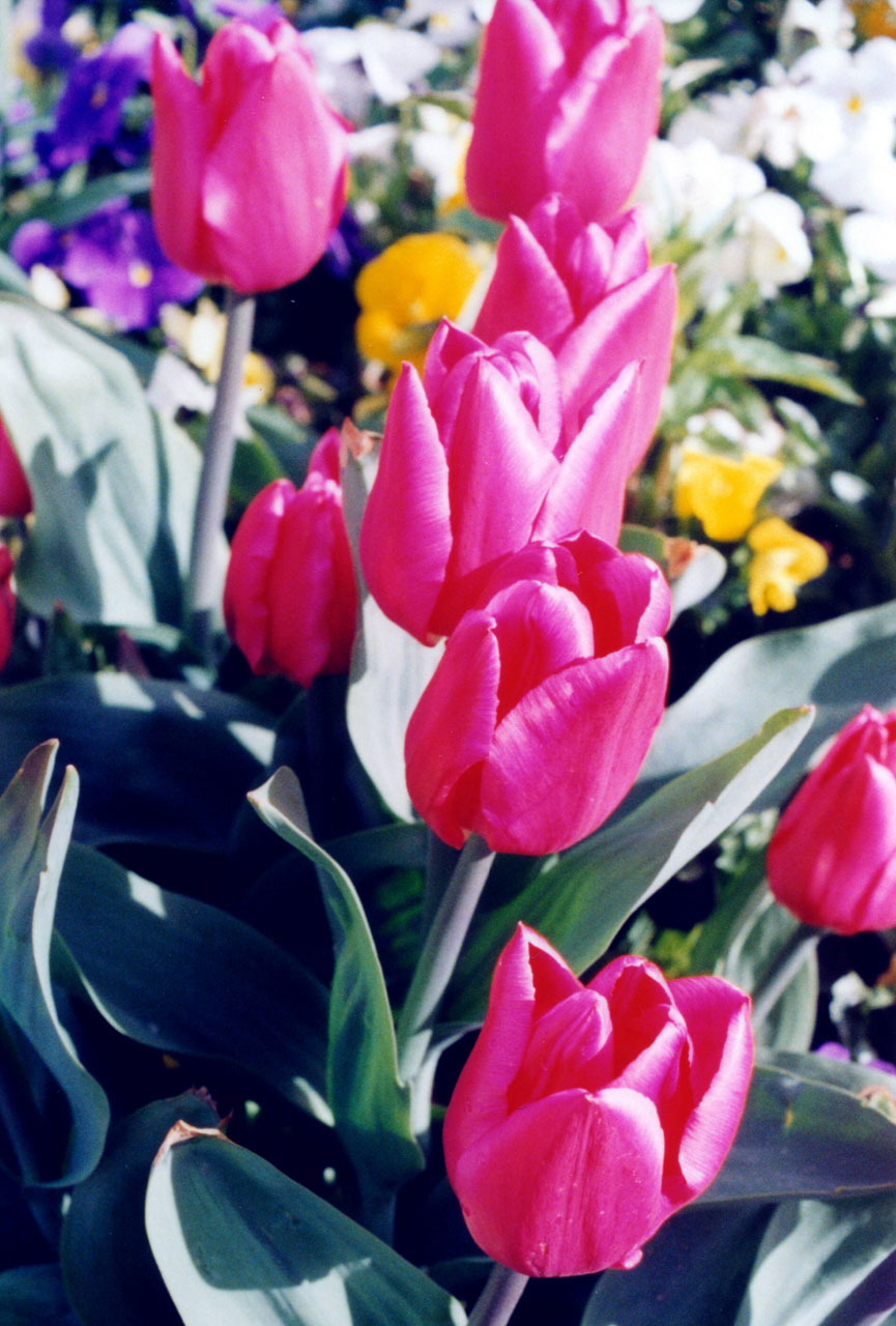 Beautiful Tulips Of Washington