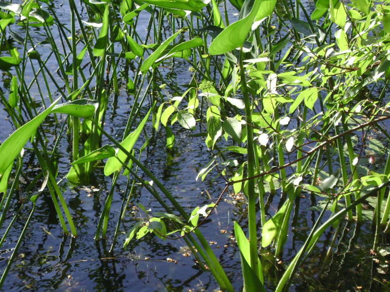 湖植物