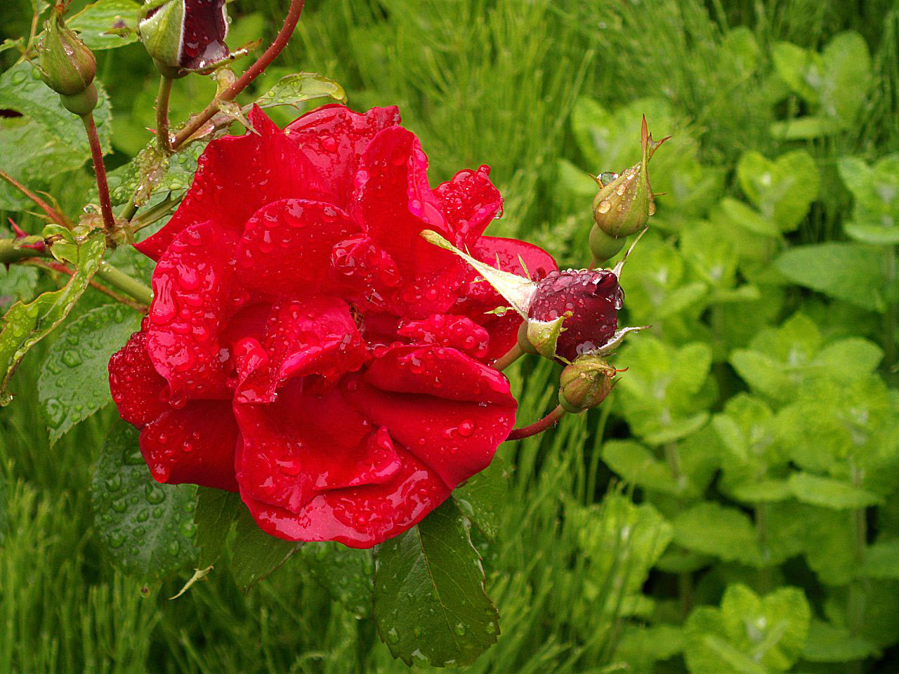 在雨中的红玫瑰
