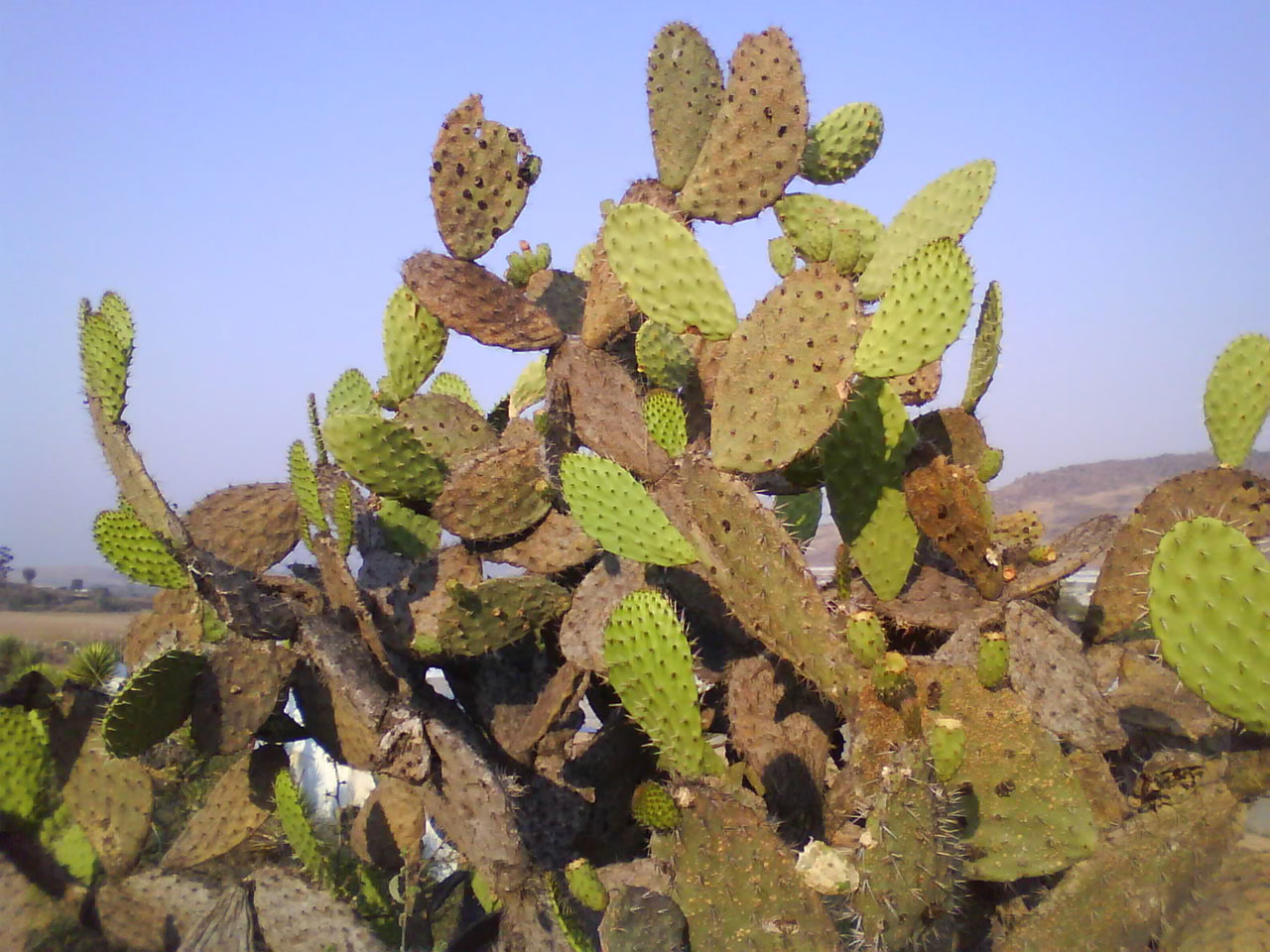 Roślin Cactus