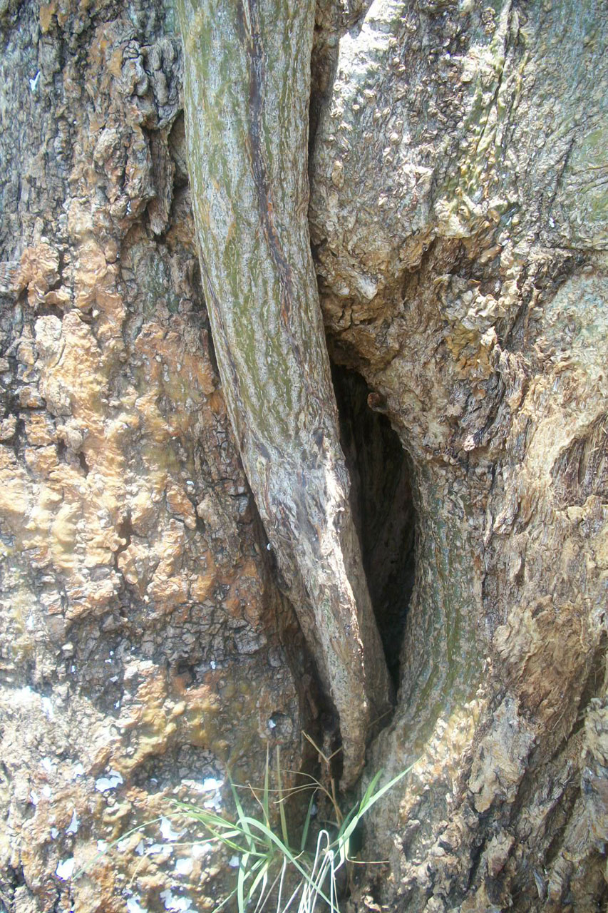 Hidden Branch