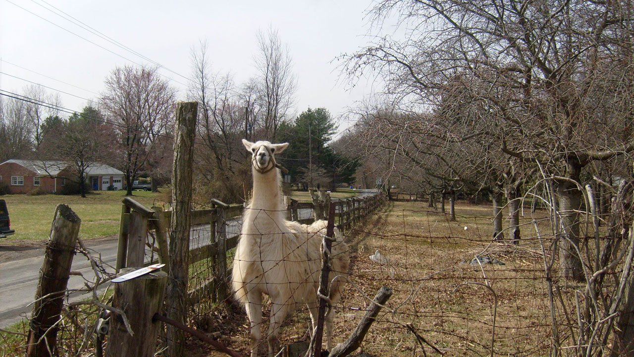 羊驼和fence