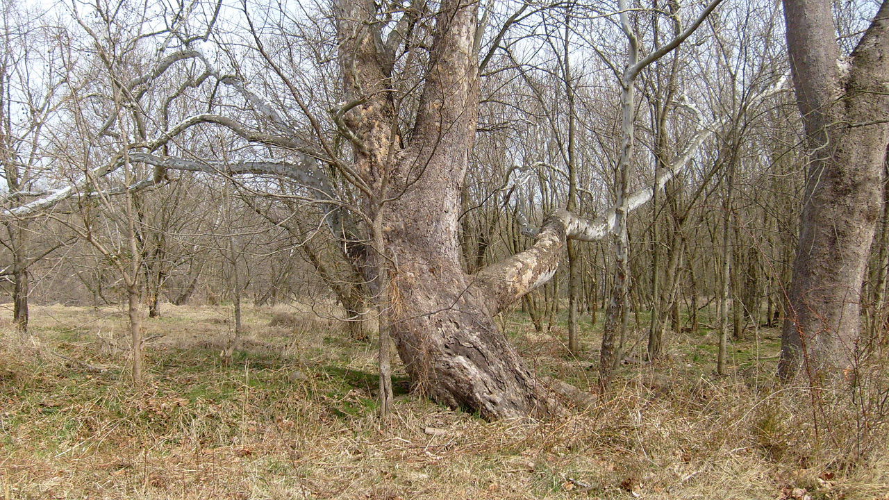 Oude tree