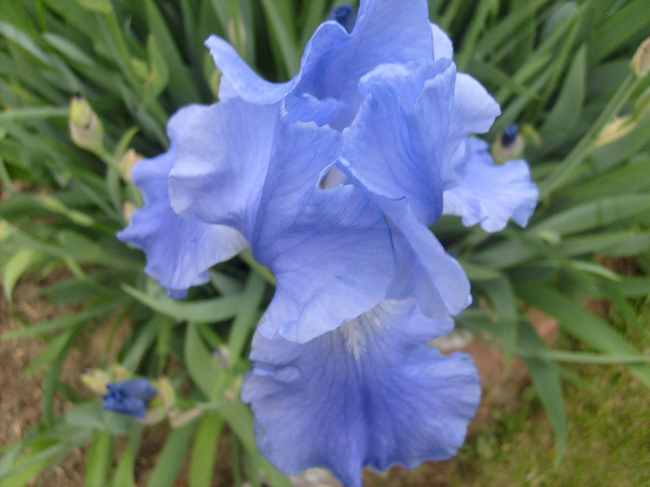淡蓝色iris
