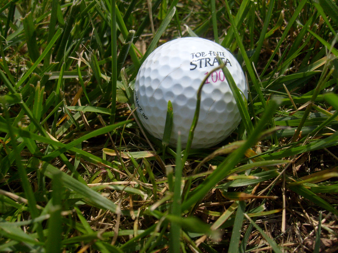 高尔夫球在grass