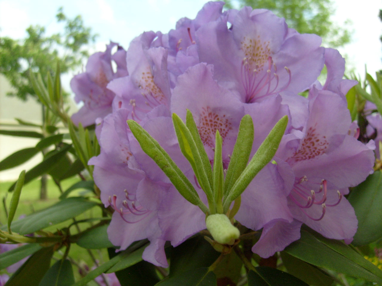 Rododendron bloom