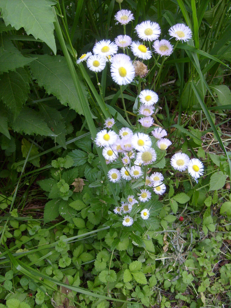 野生flowers