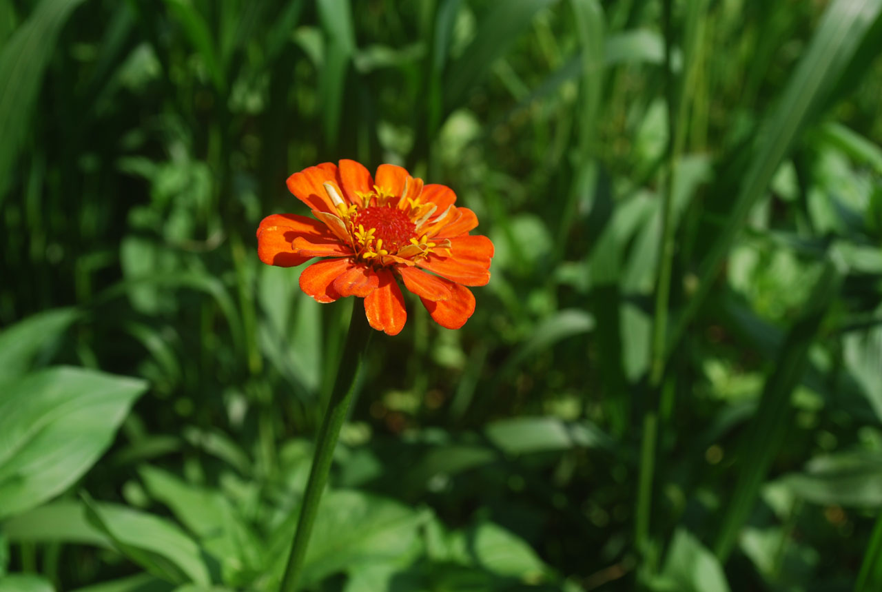 橙flower