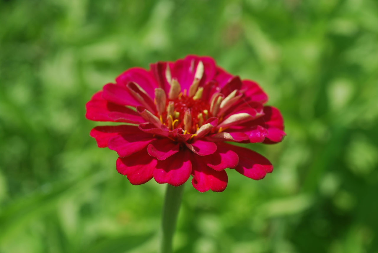 Crimson Flower