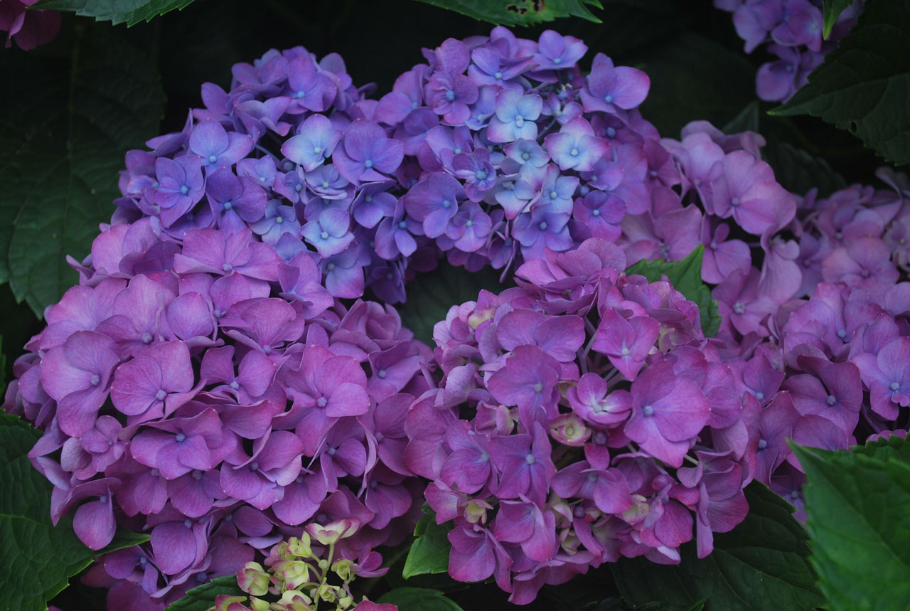 Multi color hortensia