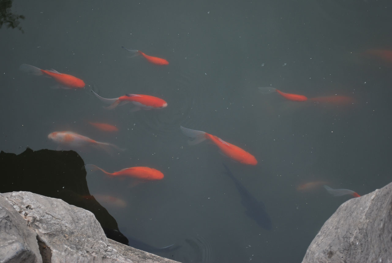 Goldfish rybník