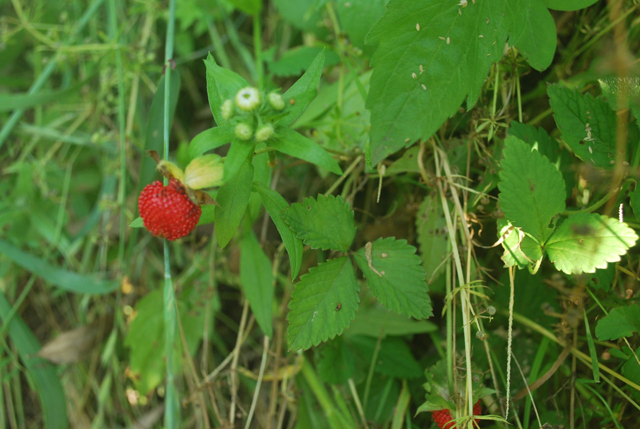 Wild Strawberry