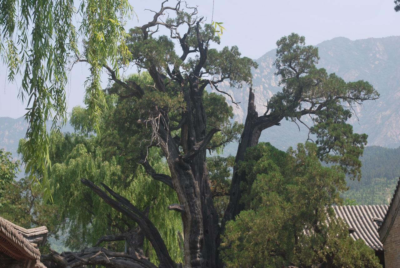 Ancient Cypress Tree