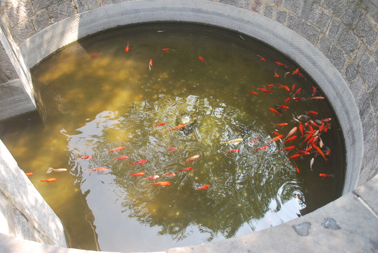 Fish In A Pond